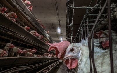 Why Have a Crate-Free Petition for Minnesota’s Farmed Animals?