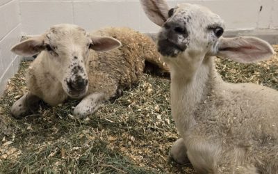 Hope and Asher’s Journey: A Story of Rescue and Love at Spring Farm Sanctuary