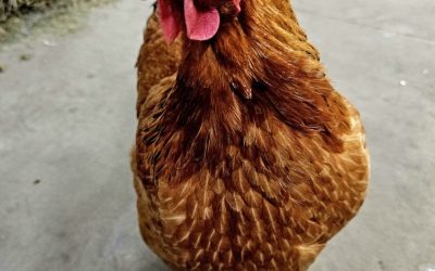 Matilda: The Hen With an Unstoppable Soul