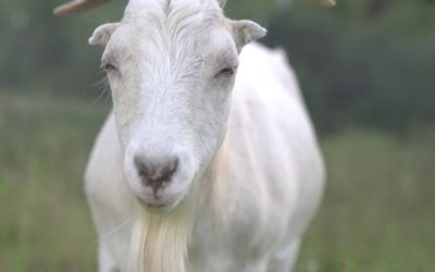 Meet Iggy the Goat: From Escape Artist to Sanctuary Star