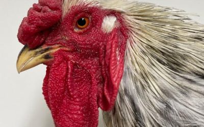 Bird-Brained: Rethinking Animal Intelligence and Sentience